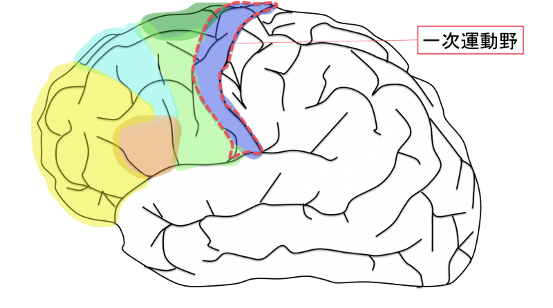 frontal-lobe%e3%80%804